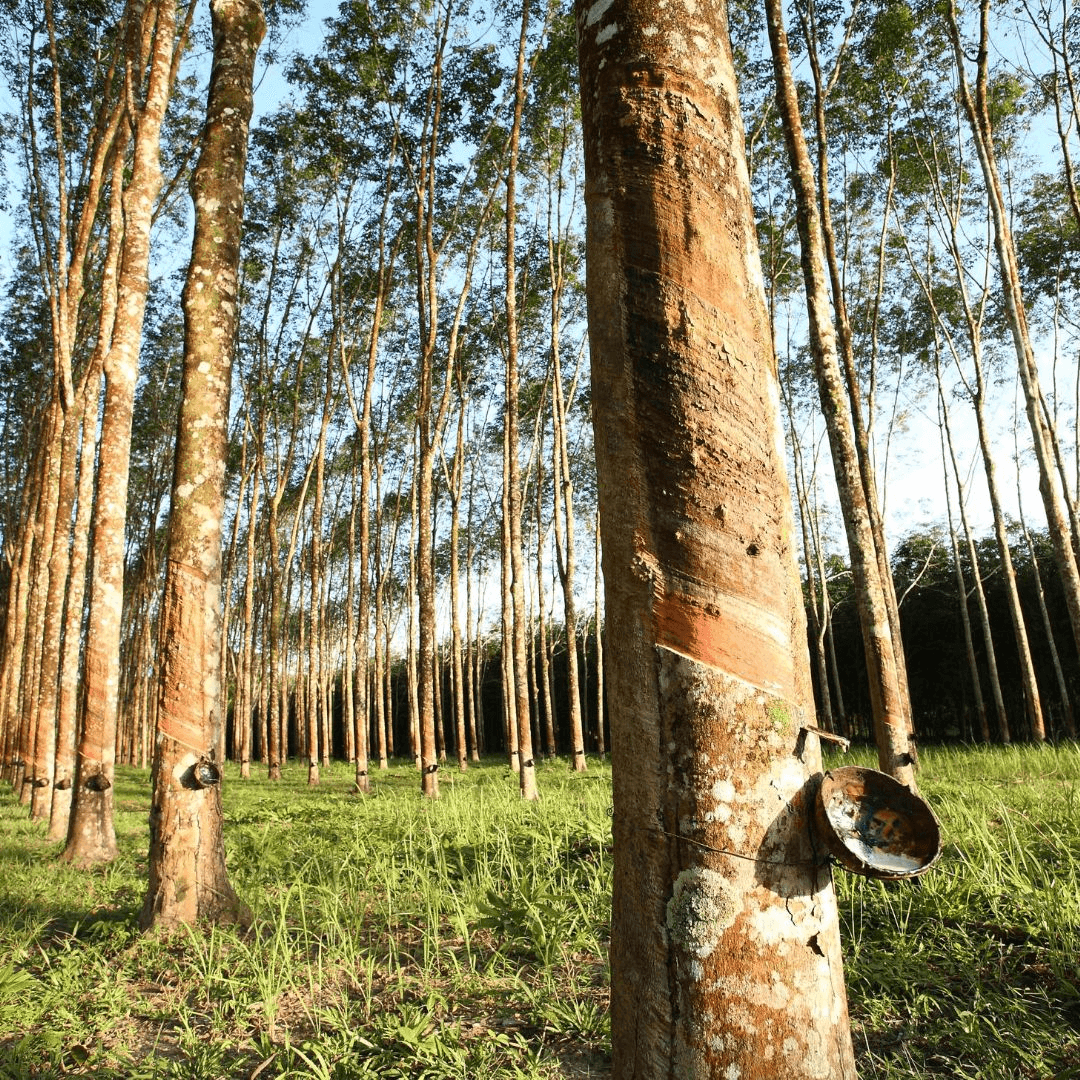 ยางพารา